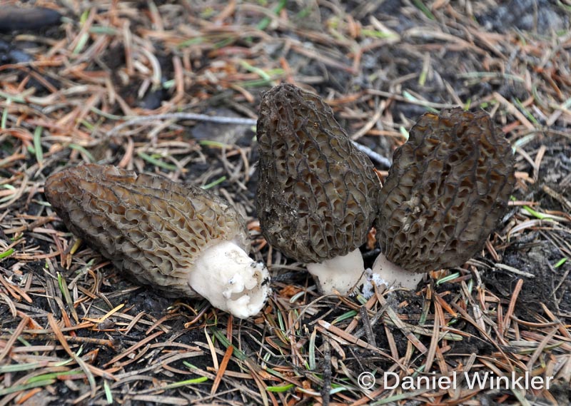 Fire Morels 2013 Mushroaming Daniel Winkler's pages Dedicated to